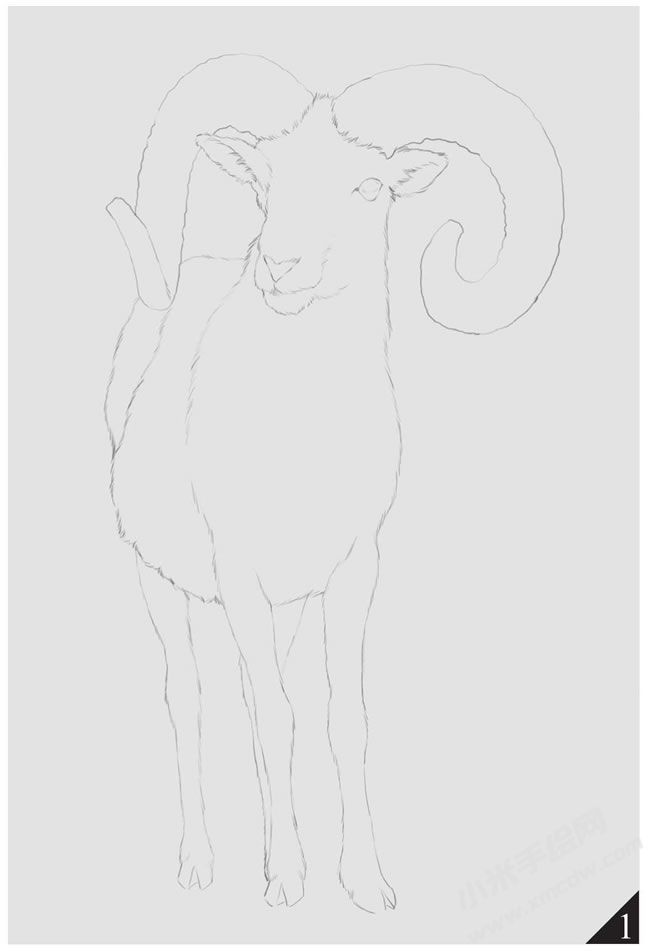 巖羊素描畫法步驟圖示01.jpg