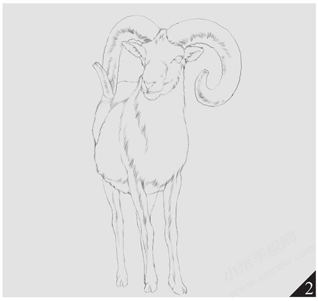 巖羊素描畫法步驟圖示02.jpg
