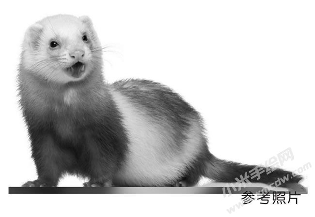 黃鼠狼素描參考圖片.jpg
