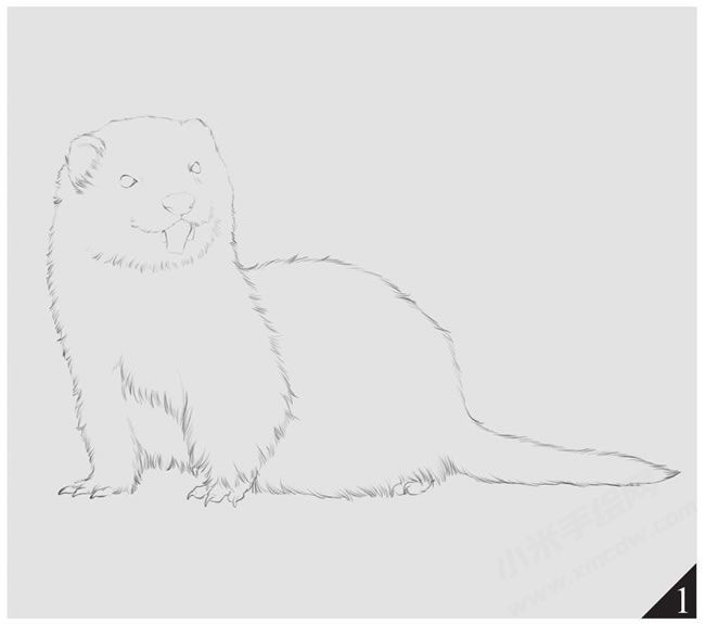 黃鼠狼素描畫法步驟圖示01.jpg
