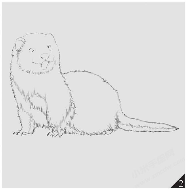 黃鼠狼素描畫法步驟圖示02.jpg