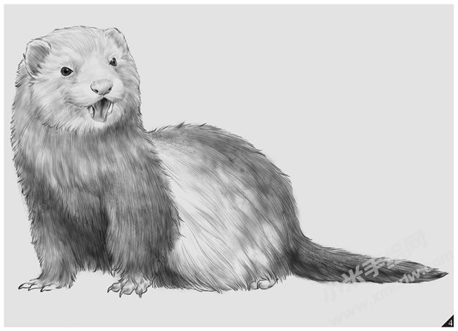 黃鼠狼素描畫法步驟圖示04.jpg