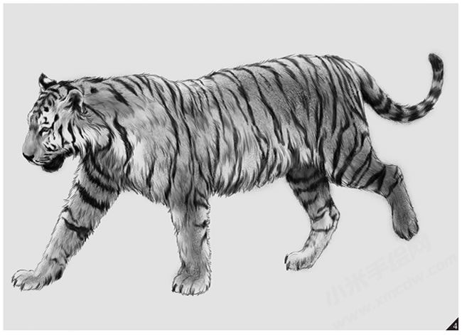 老虎素描畫法步驟圖示04.jpg