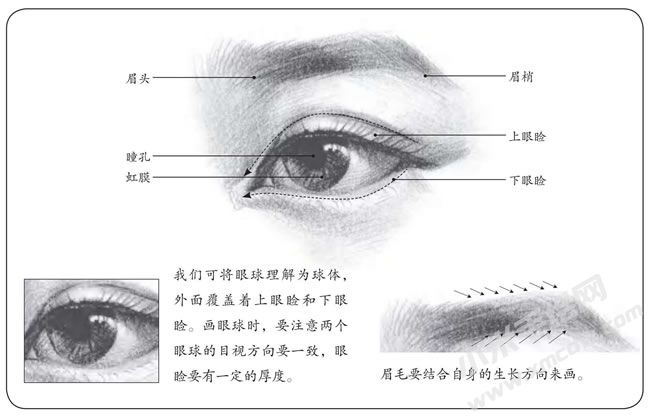眉毛和眼睛的素描畫(huà)法解析.jpg