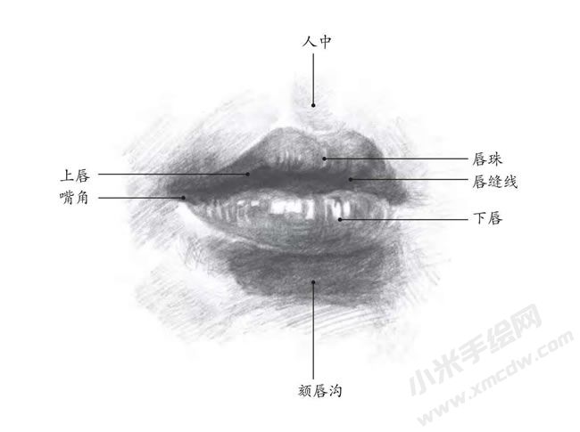 人物嘴巴素描結(jié)構(gòu)解析示意圖.jpg