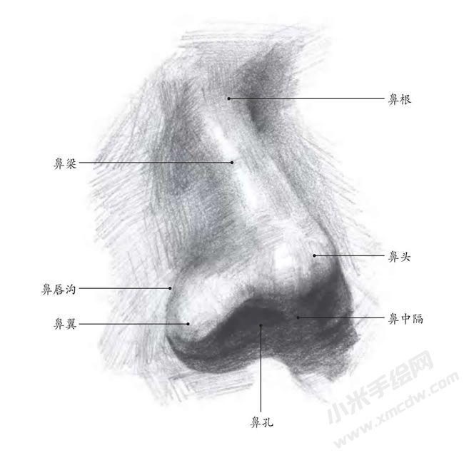 素描鼻子結(jié)構(gòu)解析.jpg