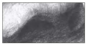 素描鼻孔細(xì)節(jié).jpg