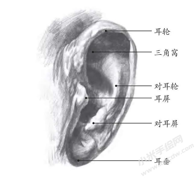 耳朵素描結(jié)構(gòu)解析.jpg