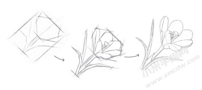 番紅花素描畫法步驟圖示01.jpg