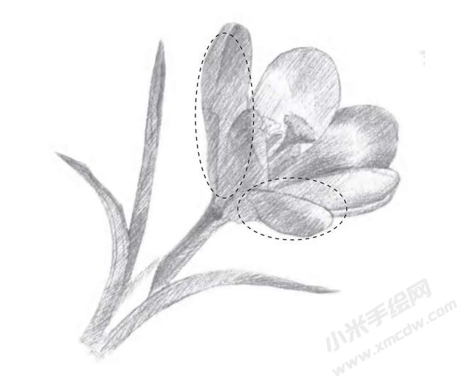 番紅花素描畫法步驟圖示02.jpg