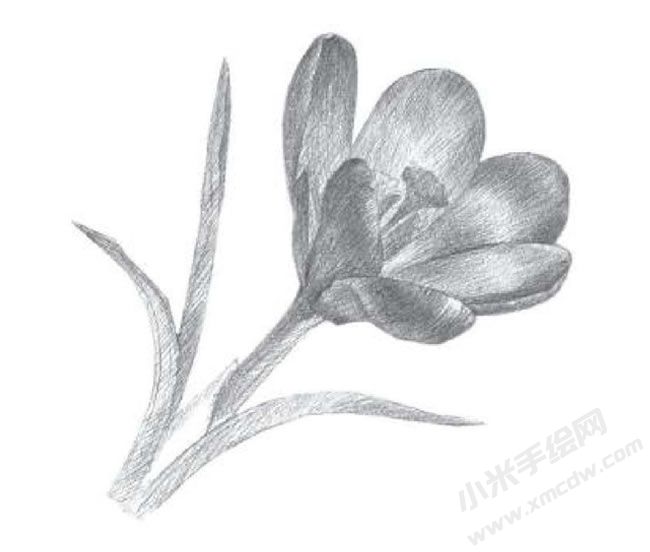 番紅花素描畫法步驟圖示03.jpg