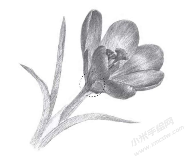 番紅花素描畫法步驟圖示04.jpg