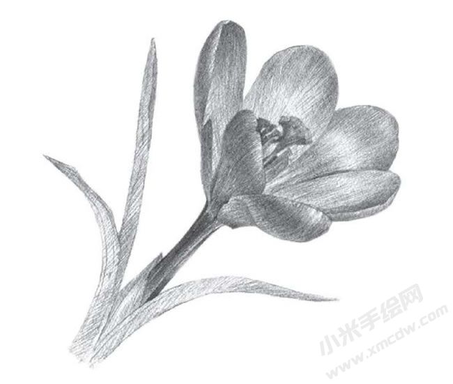 番紅花素描畫法步驟圖示05.jpg