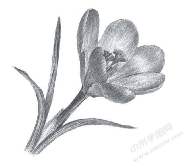 番紅花素描畫法步驟圖示06.jpg