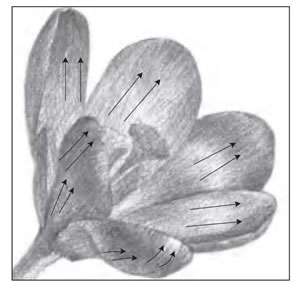 番紅花素描花瓣細(xì)節(jié).jpg