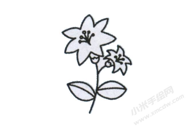 簡(jiǎn)筆畫百合花畫法步驟圖示05.jpg