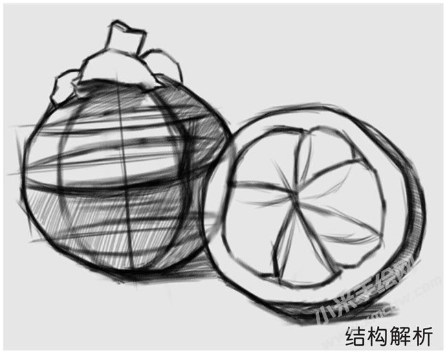 山竹素描結(jié)構(gòu)解析.jpg