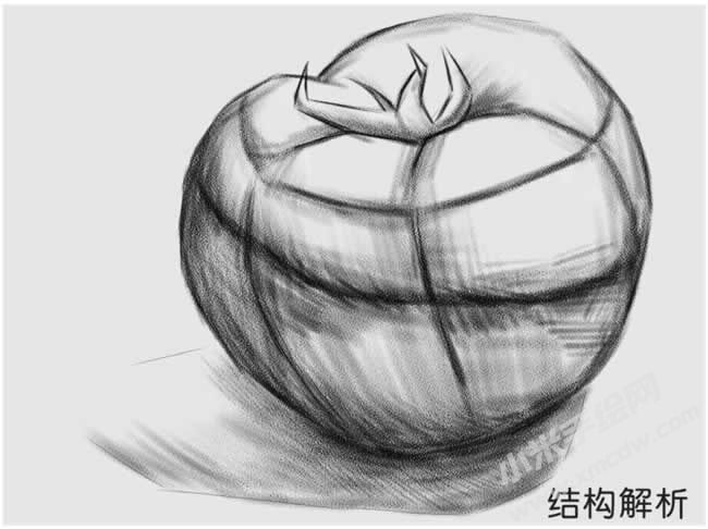 西紅柿素描結(jié)構(gòu)解析.jpg