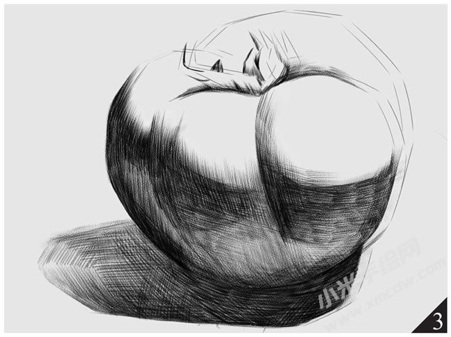 西紅柿素描畫法步驟圖示03.jpg
