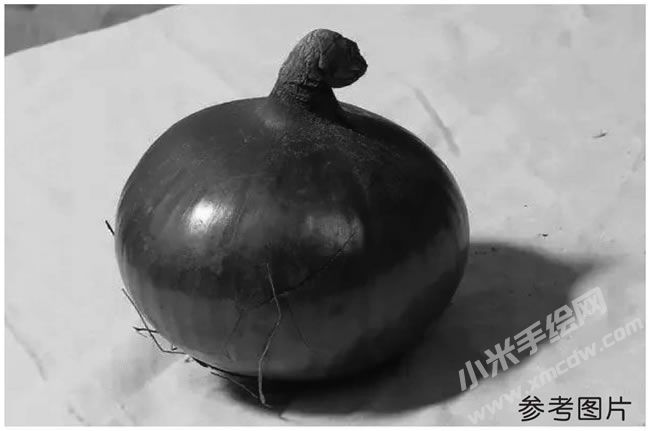 洋蔥素描參考圖片.jpg