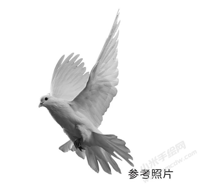 鴿子素描參考圖片.jpg
