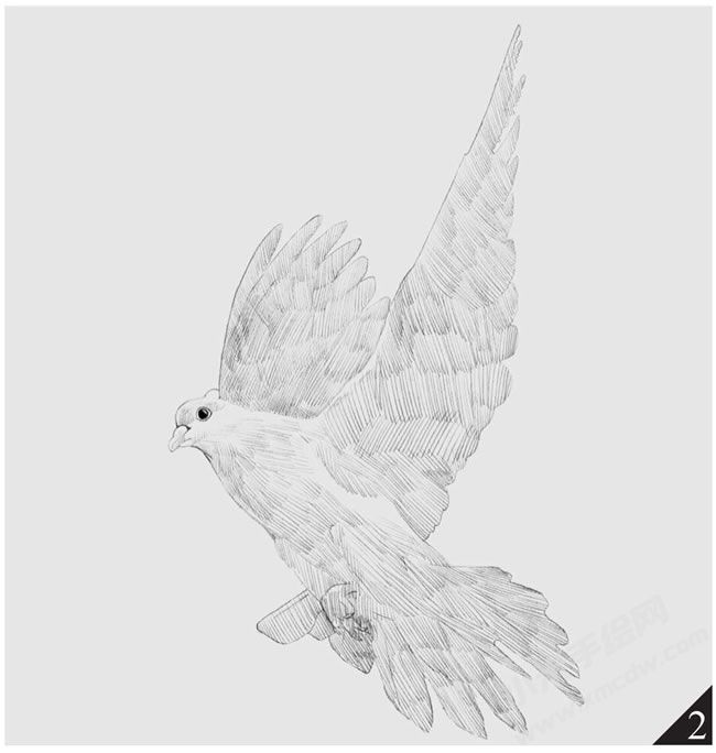 鴿子素描畫法步驟圖示02.jpg