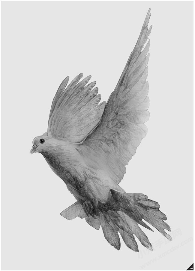 鴿子素描畫法步驟圖示04.jpg