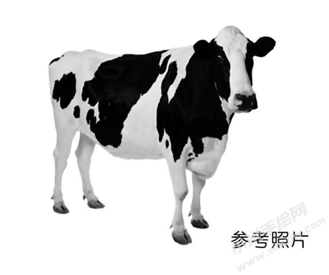 奶牛素描參考圖片.jpg