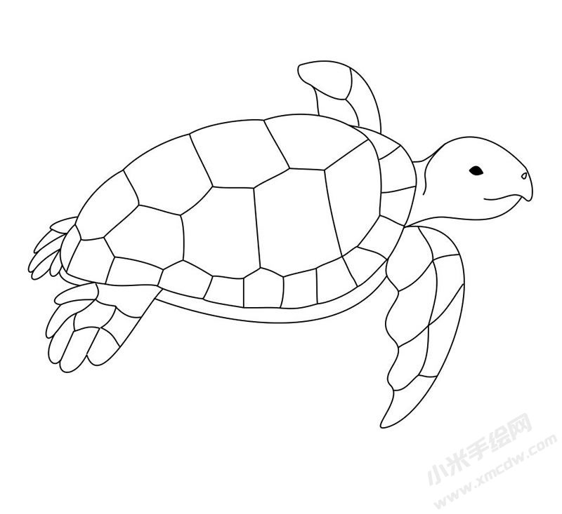 海龜簡筆畫圖片