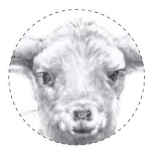 小綿羊素描細(xì)節(jié)01.jpg