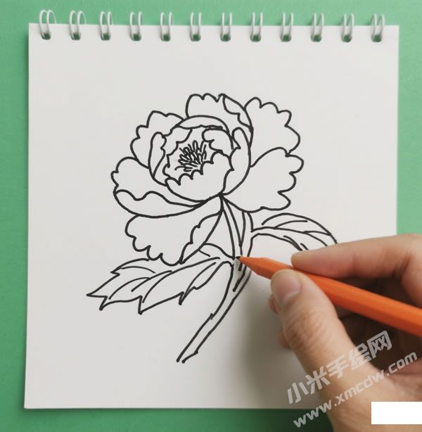 牡丹花簡筆畫02.jpg