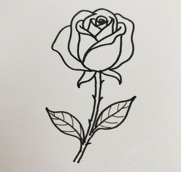 玫瑰花簡(jiǎn)筆畫(huà)圖片01.jpg