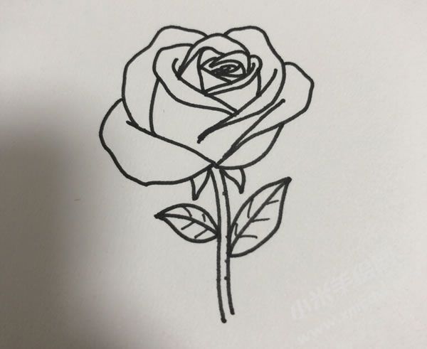 玫瑰花簡(jiǎn)筆畫(huà)圖片02.jpg