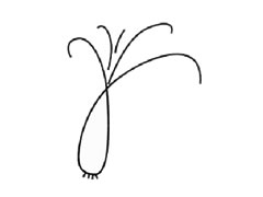 大蔥兒童簡(jiǎn)筆畫步驟圖示