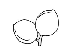 杏的簡(jiǎn)筆畫創(chuàng)作步驟圖示