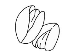堅(jiān)果簡(jiǎn)筆畫創(chuàng)作步驟圖示