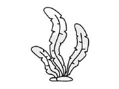 水草兒童簡(jiǎn)筆畫(huà)步驟圖示
