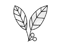 冬青簡(jiǎn)筆畫(huà)創(chuàng)作步驟圖示