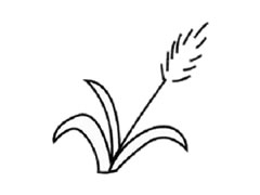 蘆葦兒童簡(jiǎn)筆畫步驟圖示