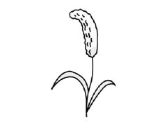 谷子簡(jiǎn)筆畫創(chuàng)作步驟圖示