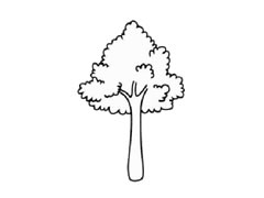 樟樹(shù)簡(jiǎn)筆畫(huà)創(chuàng)作步驟圖示