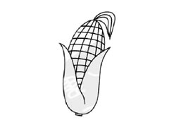 玉米兒童簡(jiǎn)筆畫步驟圖示