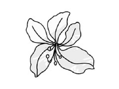 紫荊花簡(jiǎn)筆畫(huà)創(chuàng)作步驟圖示