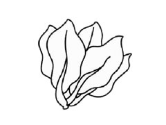 菠菜簡筆畫創(chuàng)作步驟圖示