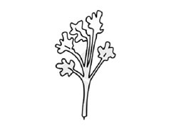 香菜簡(jiǎn)筆畫(huà)創(chuàng)作步驟圖示