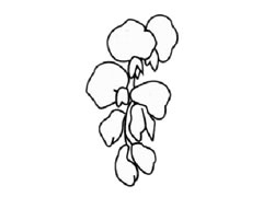 紫藤簡筆畫創(chuàng)作步驟圖示