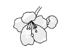 櫻花簡(jiǎn)筆畫(huà)創(chuàng)作步驟圖示
