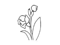 菖蒲簡筆畫創(chuàng)作步驟圖示