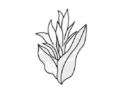 美人蕉簡(jiǎn)筆畫(huà)創(chuàng)作步驟圖示