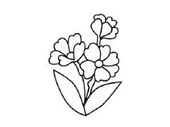 報(bào)春花簡(jiǎn)筆畫創(chuàng)作步驟圖示